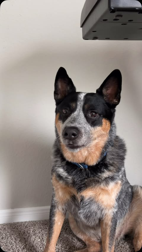 Instagram post by @bruno.blueheeler for Embark. Caption reads: We did an @embarkvet Dog DNA test and you wouldn’t....