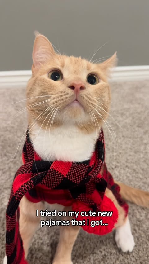 Instagram post by @embertheorangecat for NutriSource Pet Foods. Caption reads: Ember is quite the busy boy and because of that he....