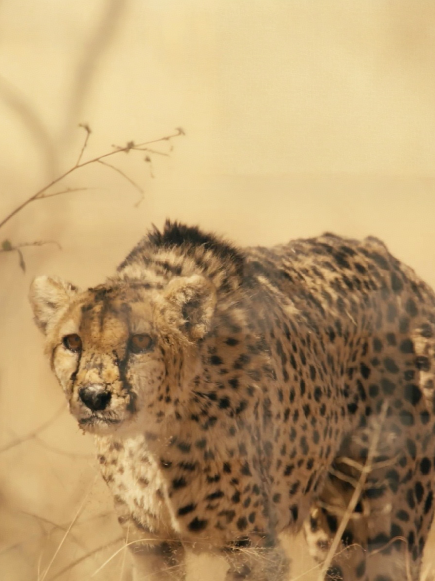 TikTok post by @jetour.auto for Discovery. Caption reads: Happy International Cheetah Day! Today, we’re....