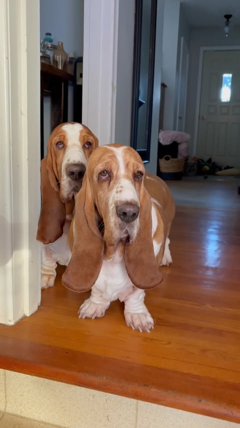 Instagram post by @chuck_thebasset for Open Farm Pet. Caption reads: @openfarmpet Wild Alaskan Pollock & Oatmeal [...].