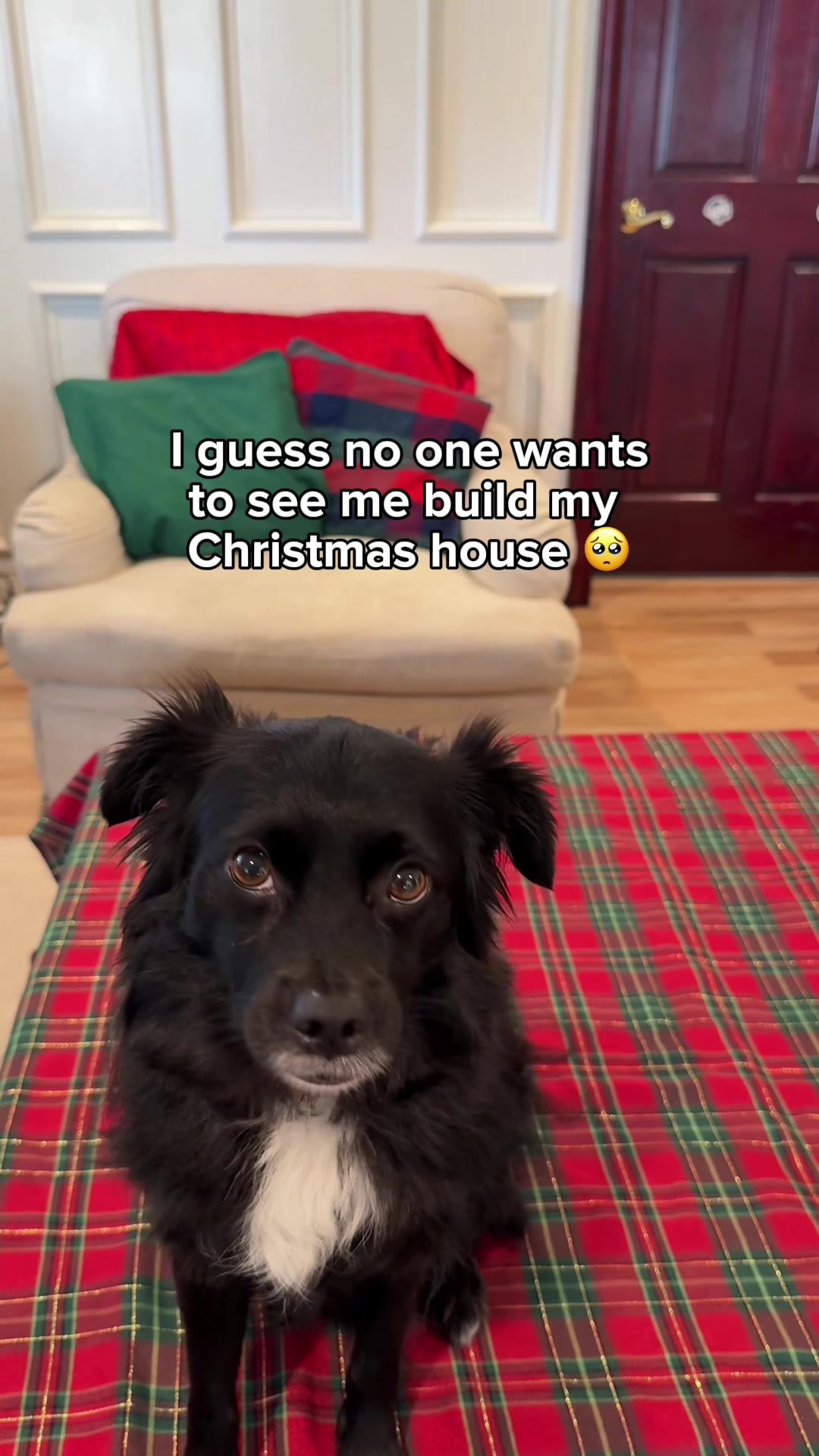 TikTok post by @vaderthebordercollie for Petsfit. Caption reads: [...] for the holidays!!! His friends at....
