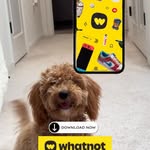 Instagram post by @ugcbygokce for Whatnot. Caption reads: My Maltipoo has a new favorite from Whatnot… this....