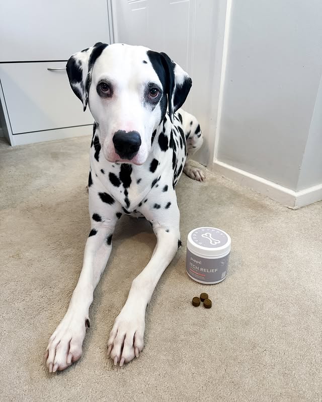 Instagram post by @hunter.maeve_thespottydogs for Pupps. Caption reads: [...] Tuesday😋 We have been loving using the....