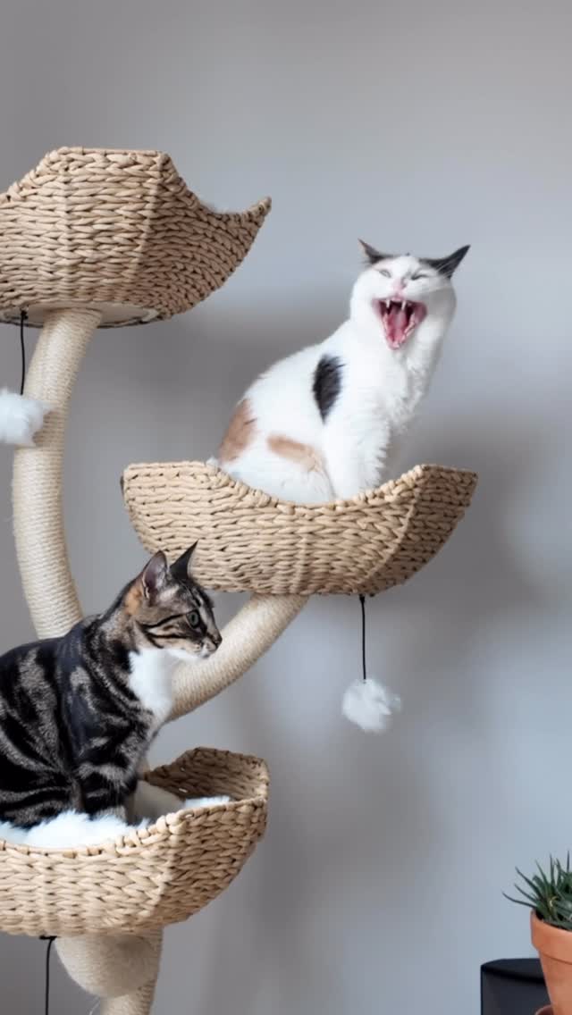 Instagram post by @victoriaraechel for Maupets. Caption reads: Thanks to @mau.pets the cats have been enjoying....