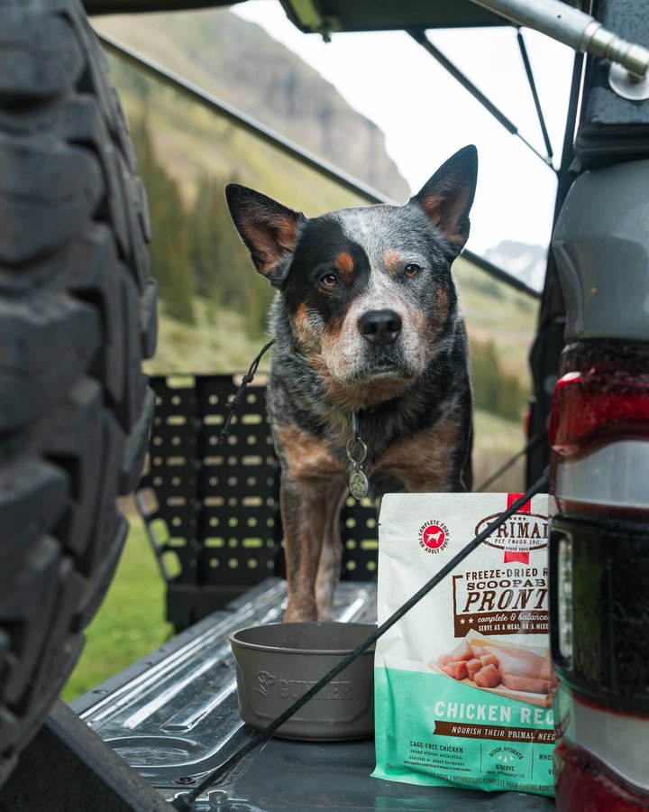 Instagram post by @apollointhewild for Primal Pet Foods. Caption reads: [...] raw on the road is super easy with....