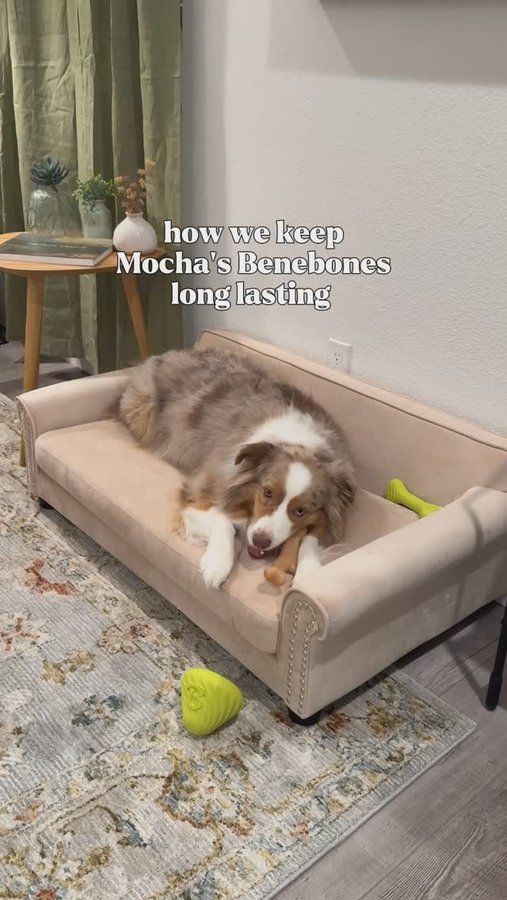 Instagram post by @mochatheaussie for Benebone. Caption reads: Just cleaning our Benebone products! Nothing but....