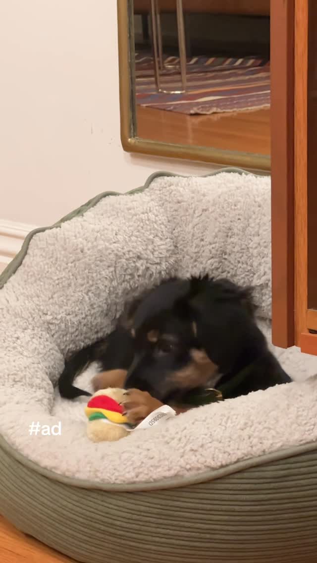 Instagram post by @brettneustrom for Greenies. Caption reads: #ad no personal space ain’t bad with @greenies.