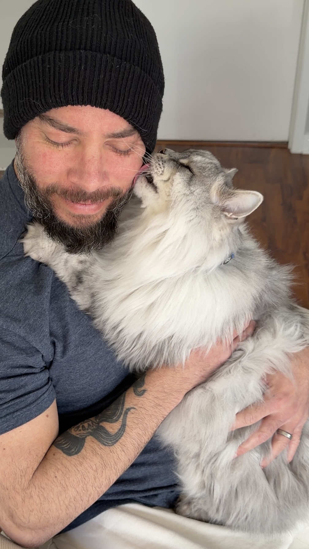 TikTok post by @cloudandlola for Wellness Pet Food. Caption reads: [...] #PetDentalHealthMonth #wellnesspetfood.