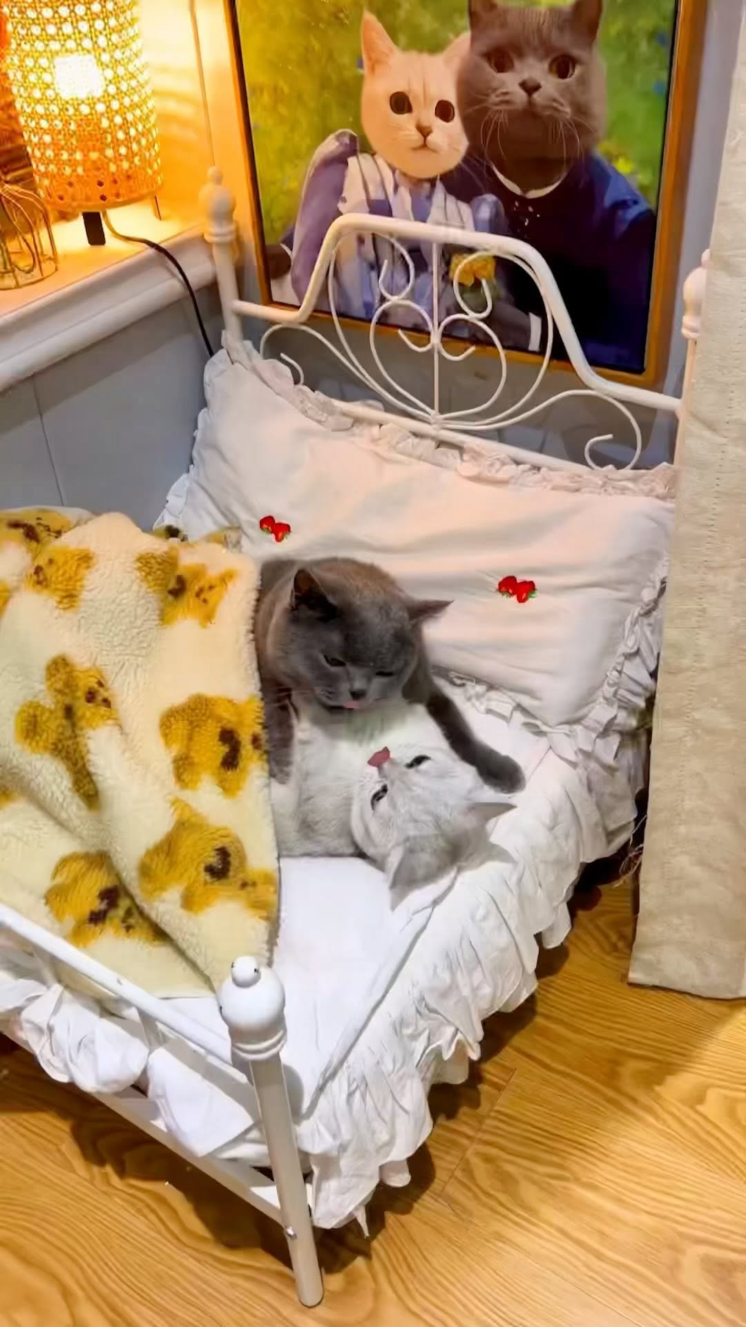 Instagram post by @mewooowww0 for Cats of Instagram. Caption reads: ❤️
.
.
.
.
.
.
.
.
.
.
.
.
.
.
.
.
.
.
.
.
.
.
.
.....