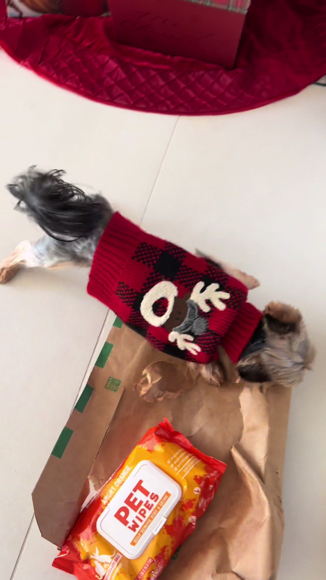 TikTok post by @lifeoflilfred for Angry Orange. Caption reads: #holidayhaul #christmas #dogtiktok #angryorange....
