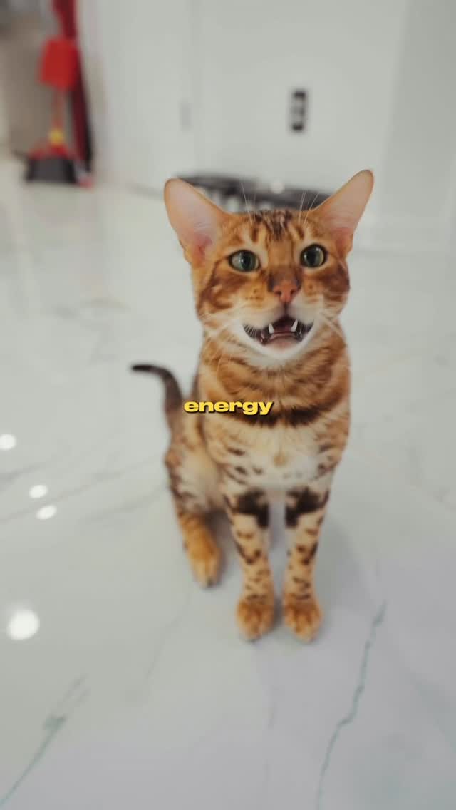 Instagram post by @tussalty for Purina One. Caption reads: [...] cat well again... 🙏 Let’s recap the....