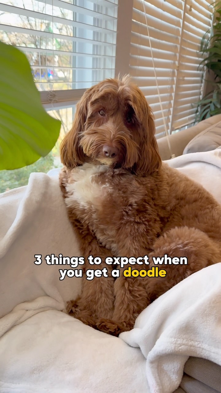 Instagram post by @theo_dorabledoodle for FURminator. Caption reads: #ad Now you know! But what you may not know, is....