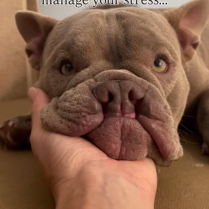 Instagram post by @oso_n_koa for Pet Releaf. Caption reads: [...] support overall well-being. We’ve used....