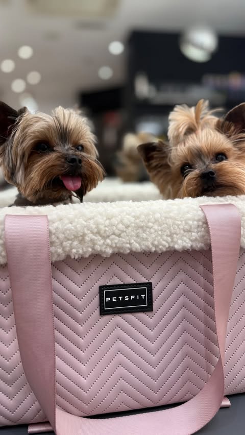 Instagram post by @amber__archie_ for Petsfit. Caption reads: [...] shout out a huge thank you to amazing....