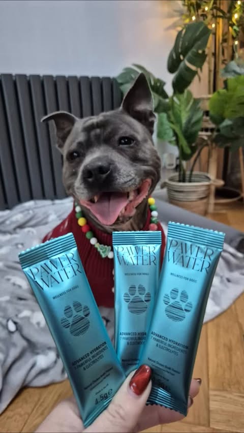 Instagram post by @lexiandthea_staffies for Pawer Water. Caption reads: [...] 🤭😋😋

We were kindly gifted some....