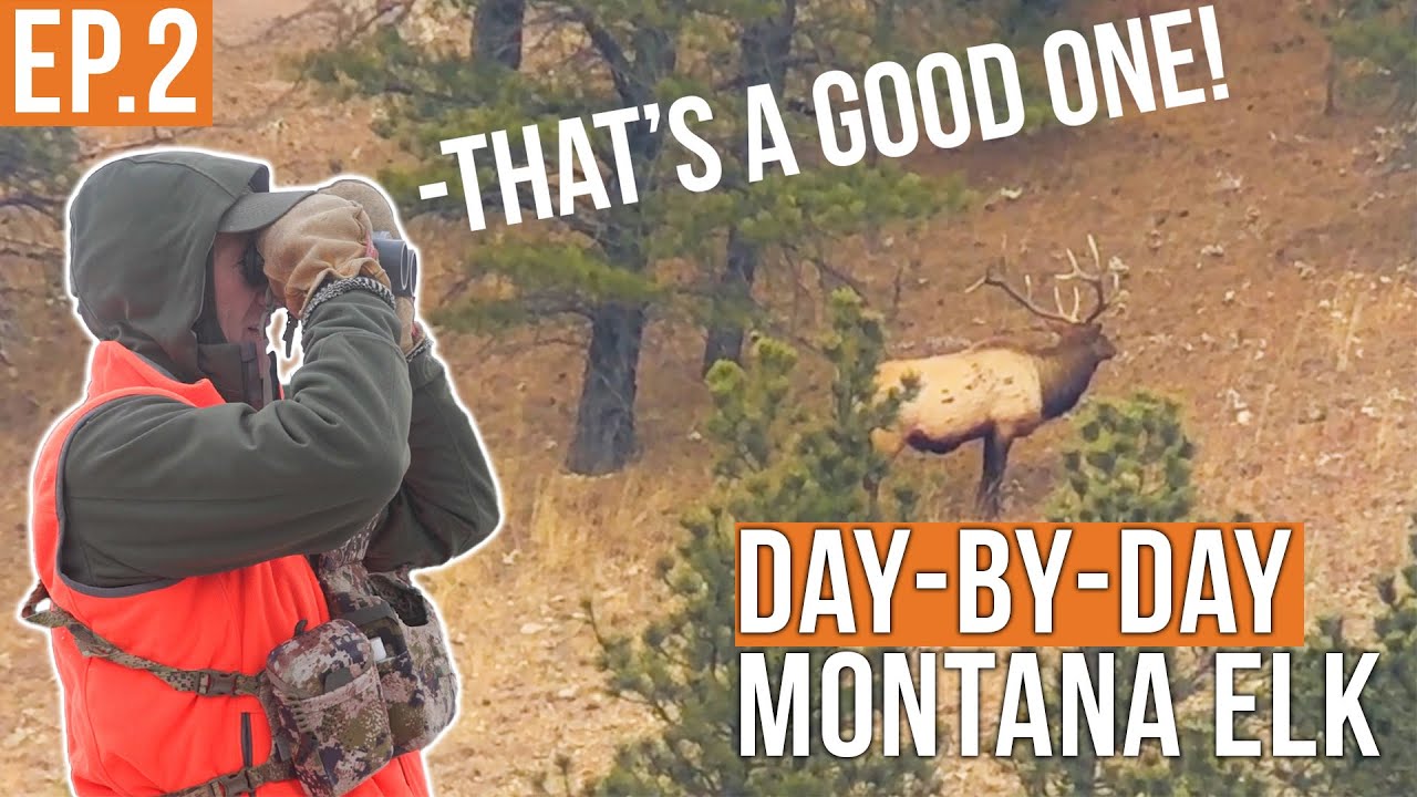 YouTube post by @Fresh_Tracks for Ollin. Caption reads: Bull Elk Everywhere! | Montana Elk Hunt (EP.2).