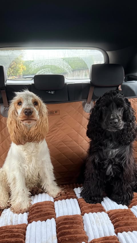 Instagram post by @life.with.lily.and.amber for FunnyFuzzy. Caption reads: [...] hard bottom faux leather canopy from....