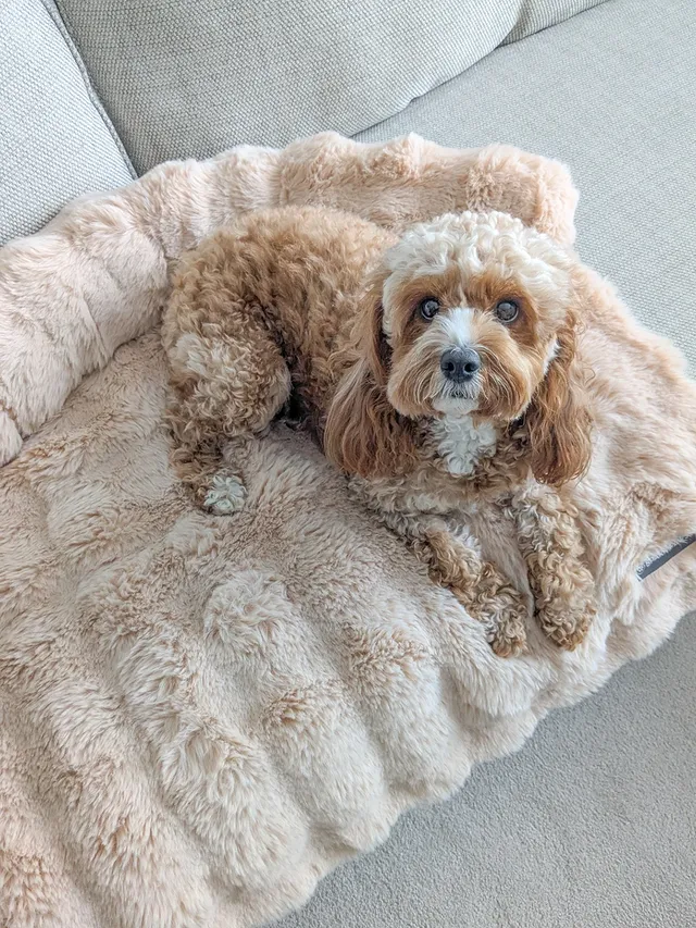 Instagram post by @penny.the.teddy for Spark Paws. Caption reads: [...] absolutely been loving using our new....