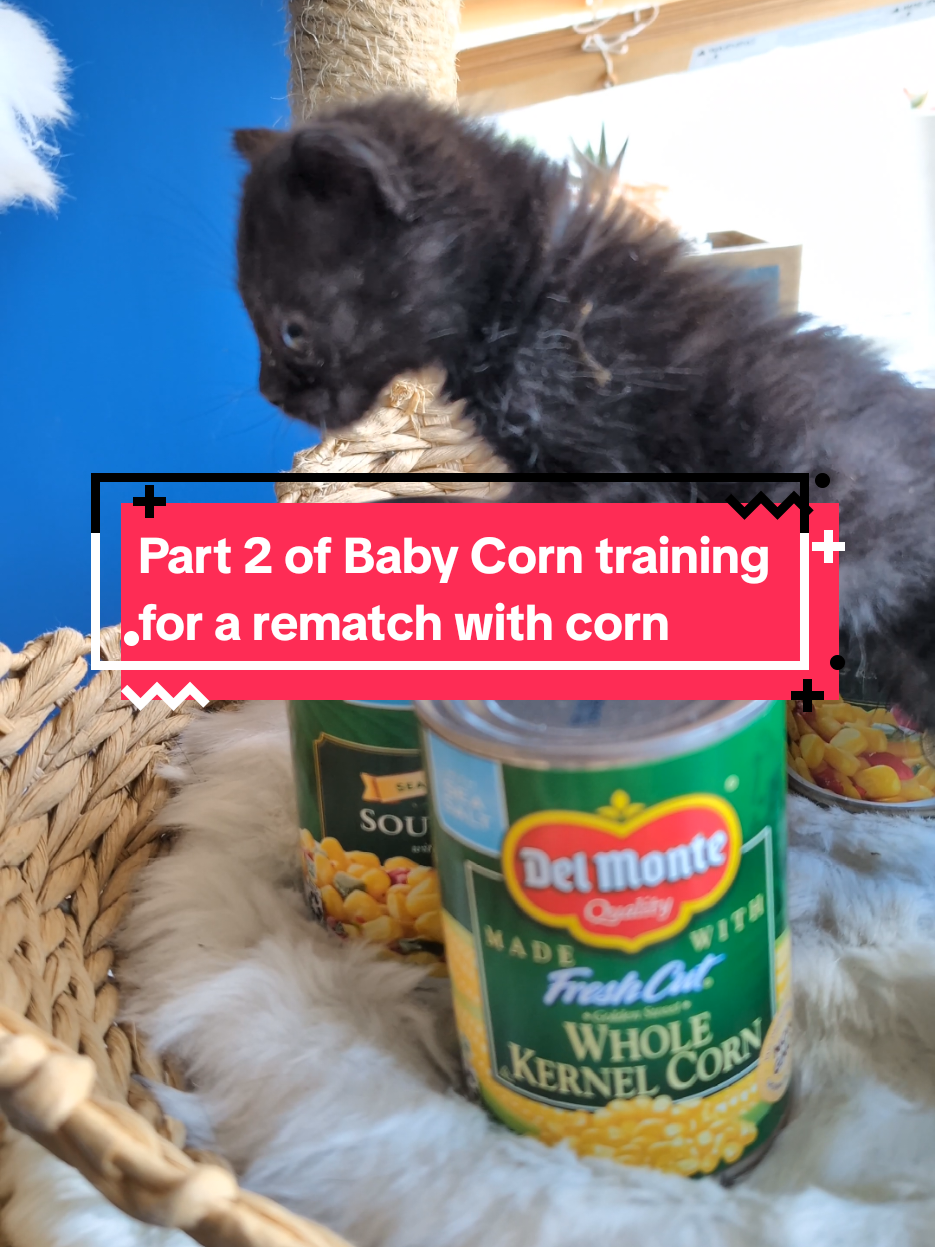 TikTok post by @whiskstowhiskers for Del Monte. Caption reads: @Del Monte sent us 8 cans of corn and I am pretty....