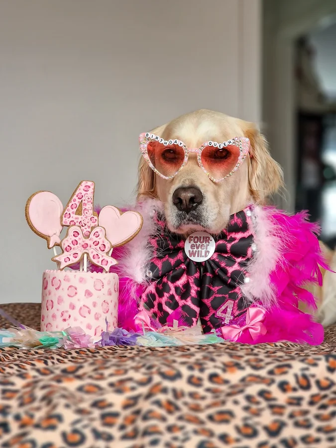 Instagram post by @bella_the_retriever21 for Frankys Bowtique. Caption reads: [...] best way with an outrageously extra....