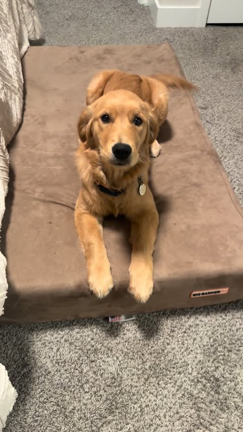 Instagram post by @goodasgoldens for Big Barker. Caption reads: GOOD MORNING 🥰 Sky loves her @bigbarkerusa bed!....