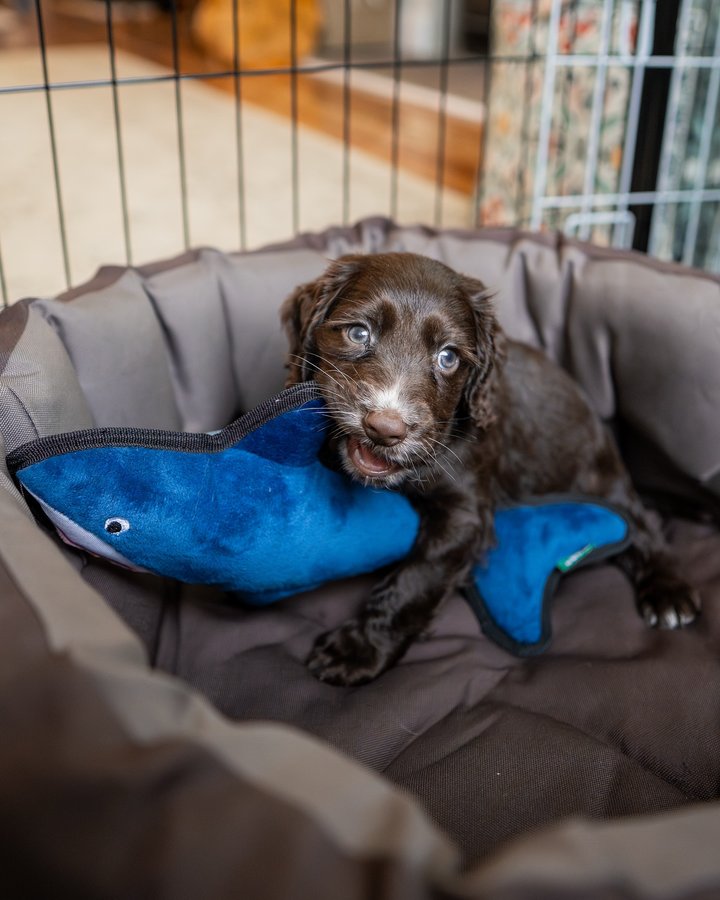Instagram post by @cocker.milly for Beco Pets. Caption reads: [...] first orders *ad #cockerspanielpuppy....