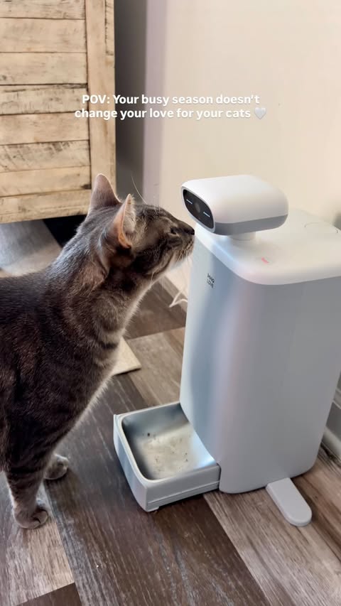 Instagram post by @wil_and_tuffrescuecats for Hholove. Caption reads: The boys love their new bestie from HHOLOVE ! 🤍....