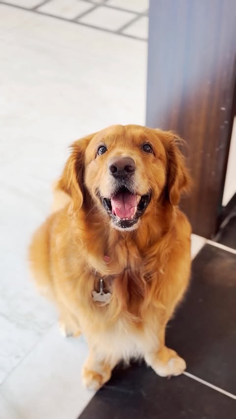 Instagram post by @bubbles_thegoldenretriver for Nimyle. Caption reads: Clean floors, safe paws, safer hands.....