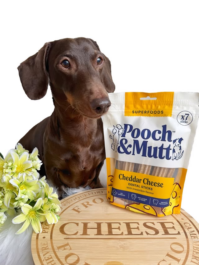 Instagram post by @frankie_dachshund03 for Pooch and Mutt. Caption reads: [...] favourite dental sticks from @poochandmutt....