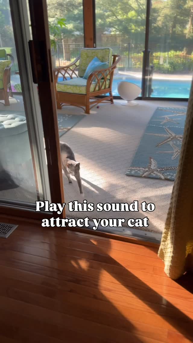 Instagram post by @purrfectinfluencer for Cats of Instagram. Caption reads: Did it work?

#catsofinstagram #catmom.