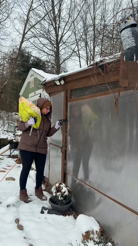 Instagram post by @purelychickens for Scratch and Peck Feeds. Caption reads: Hi. It’s me. I have a hat on. Anyone else’s....