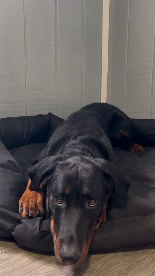 Instagram post by @watsonsupersleuth for K9 Ballistics. Caption reads: [...] actually use. Icarus sleeps in his....