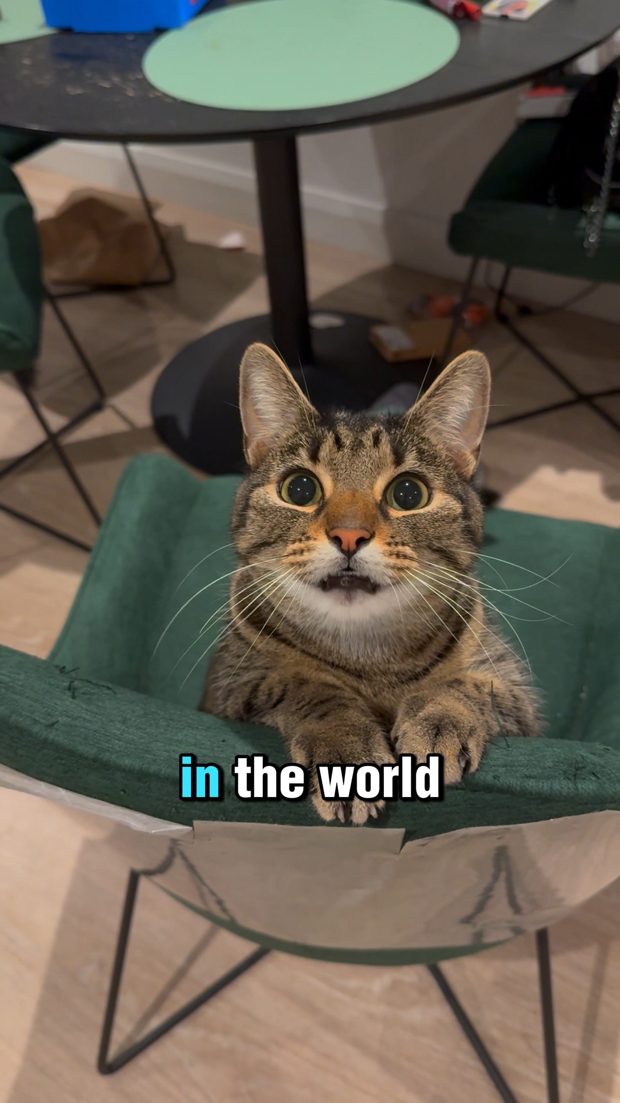 Instagram post by @info_a_2_z for Cats of Instagram. Caption reads: Top 3 Most Expensive Cat Breeds In The World....