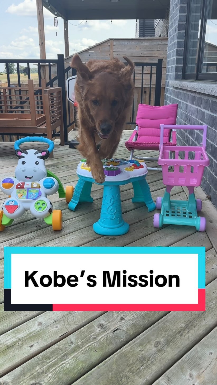Instagram post by @airbudkobe for Hills Pet. Caption reads: #HillsPartner #ad Kobe’s Hill’s Science Perfect....
