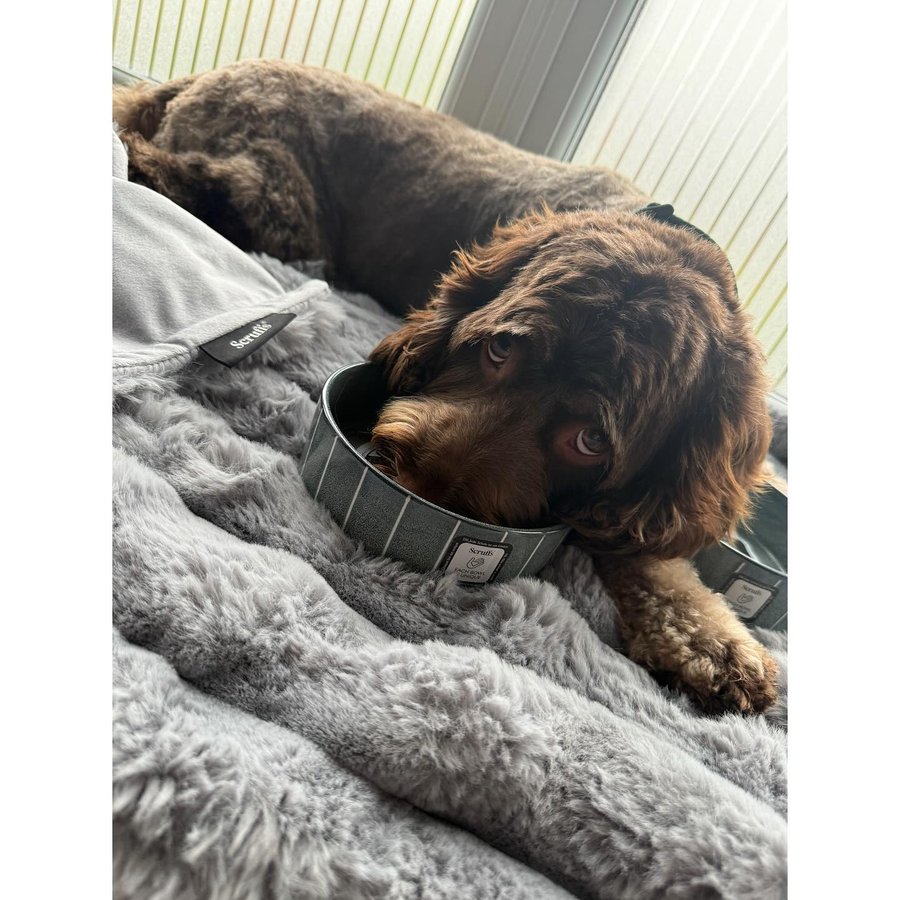 Instagram post by @teddybearthecockapoo__ for Scruffs. Caption reads: [...] matching Aspen blanket from @petslovescruffs....