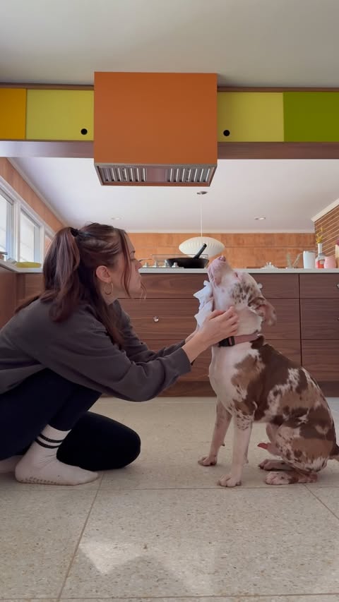 Instagram post by @wethreepitties for BISSELL. Caption reads: #BISSELLpartner | Life is better with dog fur....