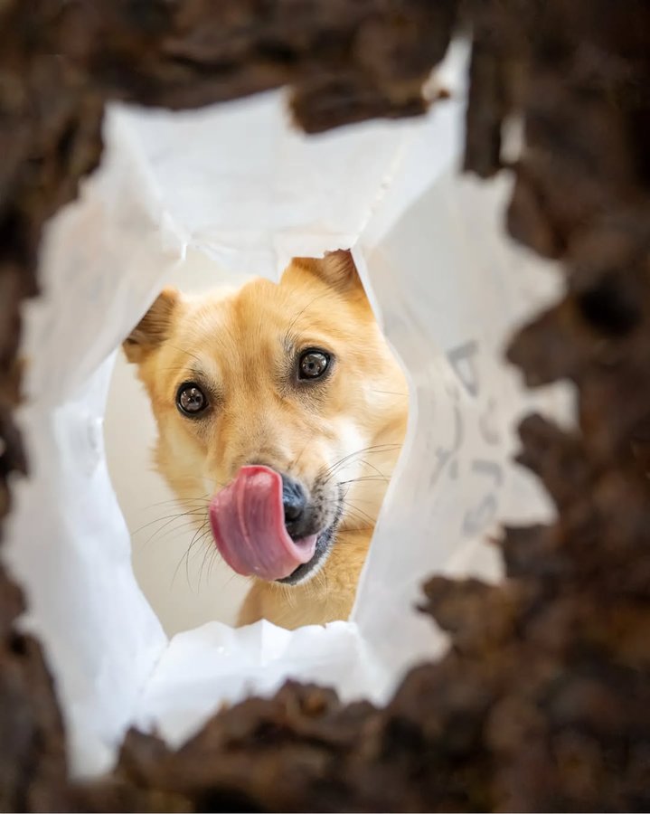 Instagram post by @simplysarek for Pala Pets. Caption reads: Ad| The 5 stages of opening a bag of @pala.pets....