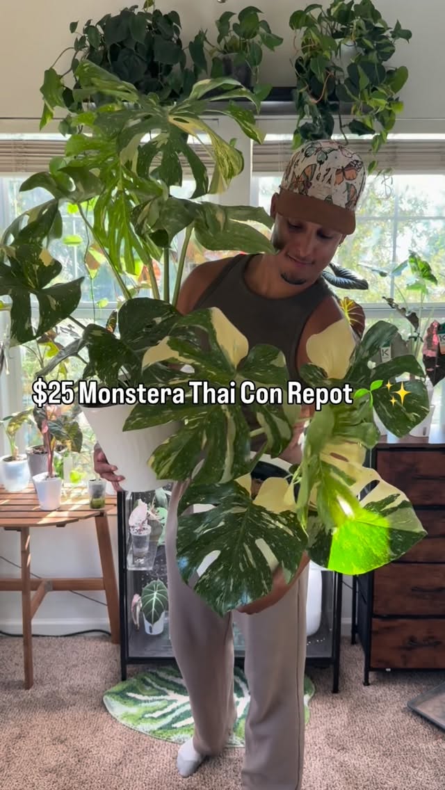 Instagram post by @rareplantninja for Miracle-Gro. Caption reads: #Ad| Repotted my Thai Con Monstera today ⬇️🌱

She....