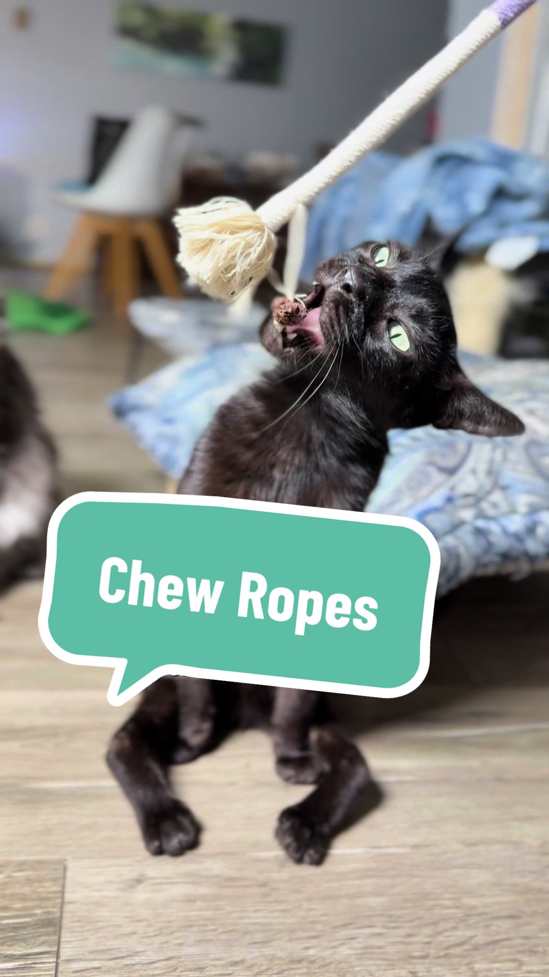 TikTok post by @ambassadoraries for Potaroma. Caption reads: Enrichment isn’t just for humans — it’s vital for....