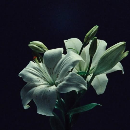 Instagram post by @hager.daniel for Kodak. Caption reads: RENAÎTRE | 250D 16mm
 
“As the idea for the film....