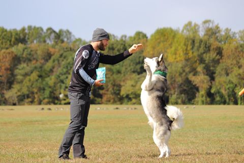 Instagram post by @the_bike_dog for The Dog Agency. Caption reads: #ad Every day people ask me “How long did it take....