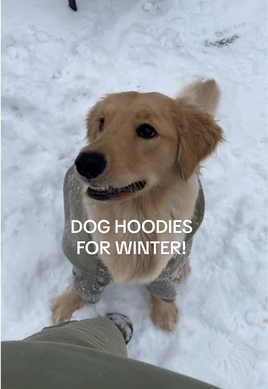 TikTok post by @novathegoldenn for Comfrt. Caption reads: Your dog needs a @Comfrt hoodie this winter ❄️🌨️.