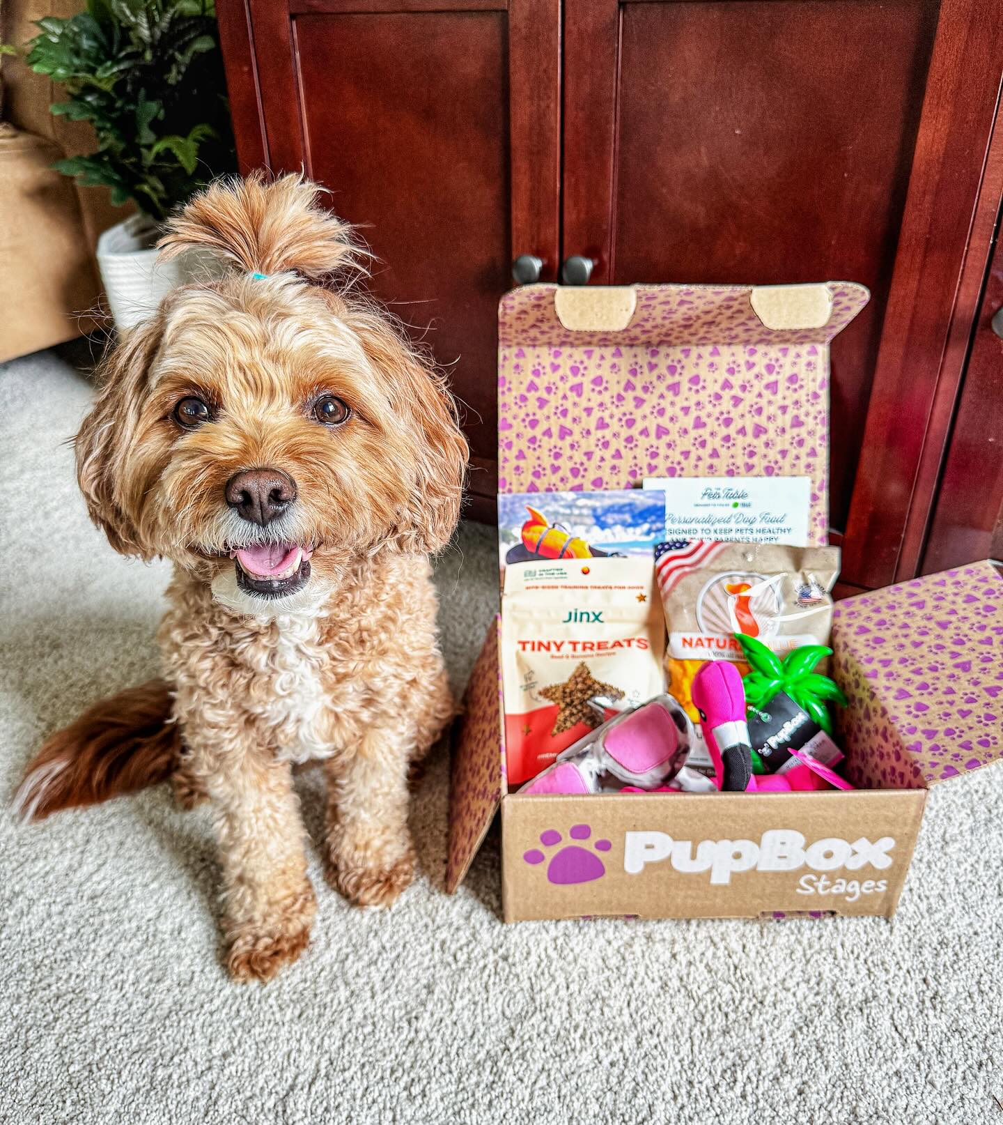 Instagram post by @with.love.kaden.and.adalynn for PupBox. Caption reads: #sponsored by @pupbox. 💜
━
This month’s PupBox....