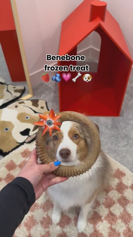 Instagram post by @mochatheaussie for Benebone. Caption reads: Want 5 minutes of peace? Stuff your Benebone Ring.....