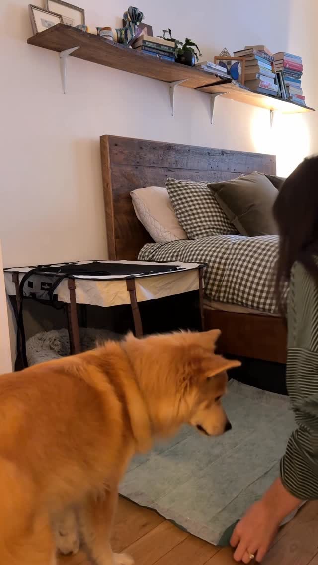 Instagram post by @simonsits for Earth Rated. Caption reads: Our go-to scared foster dog setup with our....