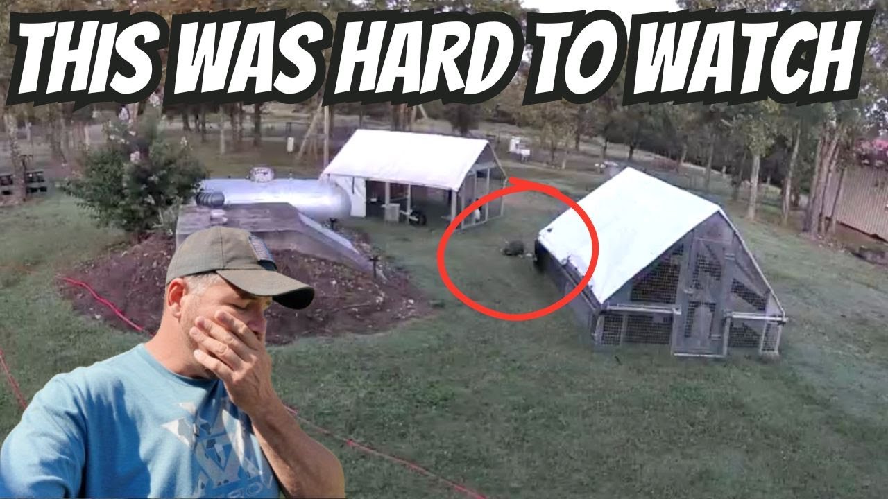 YouTube post by @HiddenHeightsFarm for Reolink. Caption reads: (CAUGHT ON CAMERA) Predator Attacks & Nothing The....