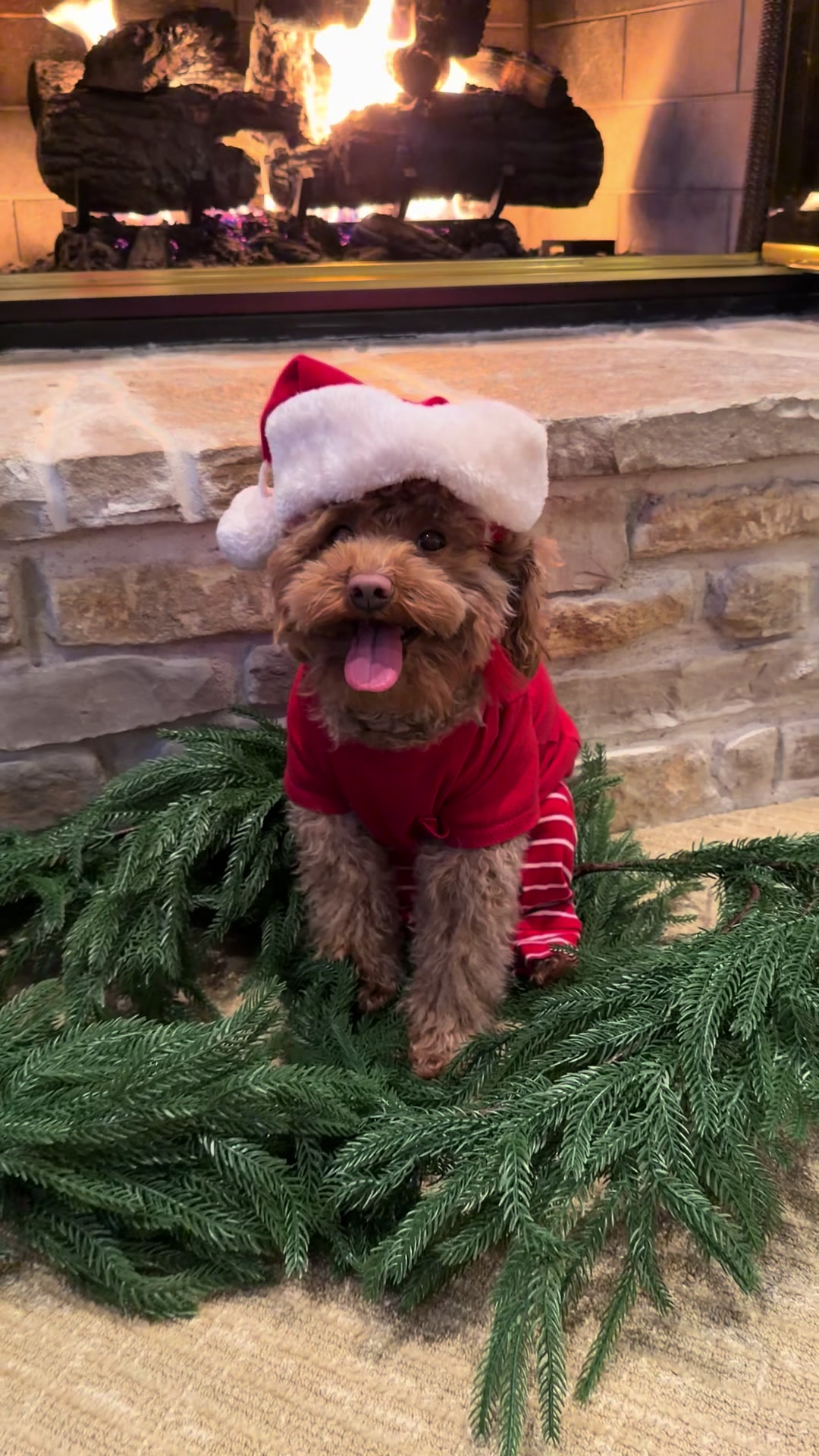 TikTok post by @winstontheminiaturedood for Wellness Pet Food. Caption reads: #ad The best give you can give to your dog this....
