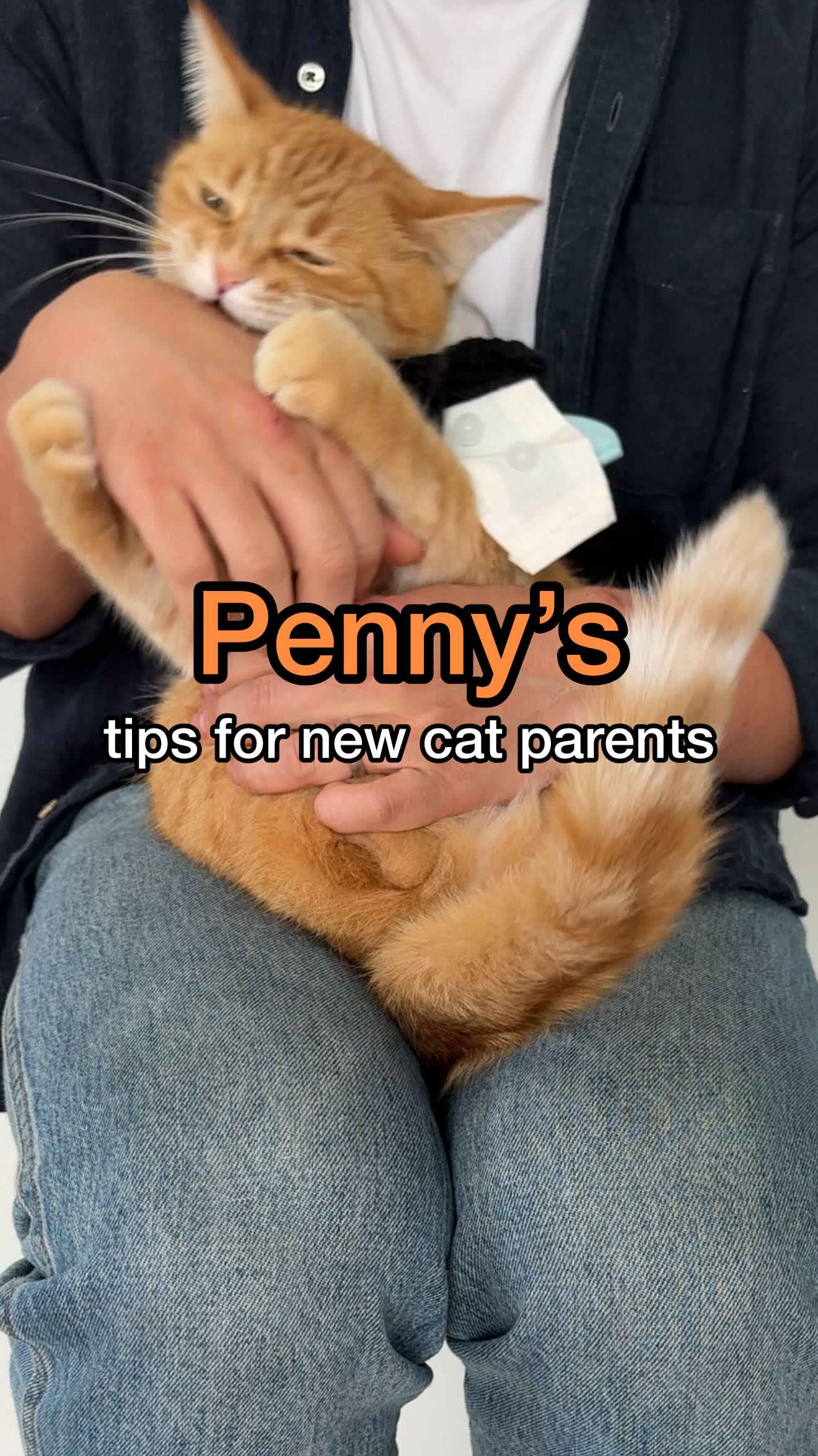 Instagram post by @pennythegingercat for Litter-Robot. Caption reads: here are 5️⃣ things you should ALWAYS do for your....