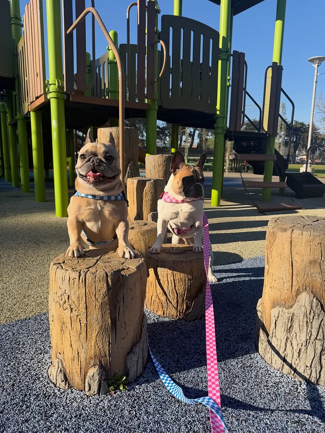 Instagram post by @somefrenchienamedapollo for Bullhug. Caption reads: [...] in PINK with their new harnesses from....
