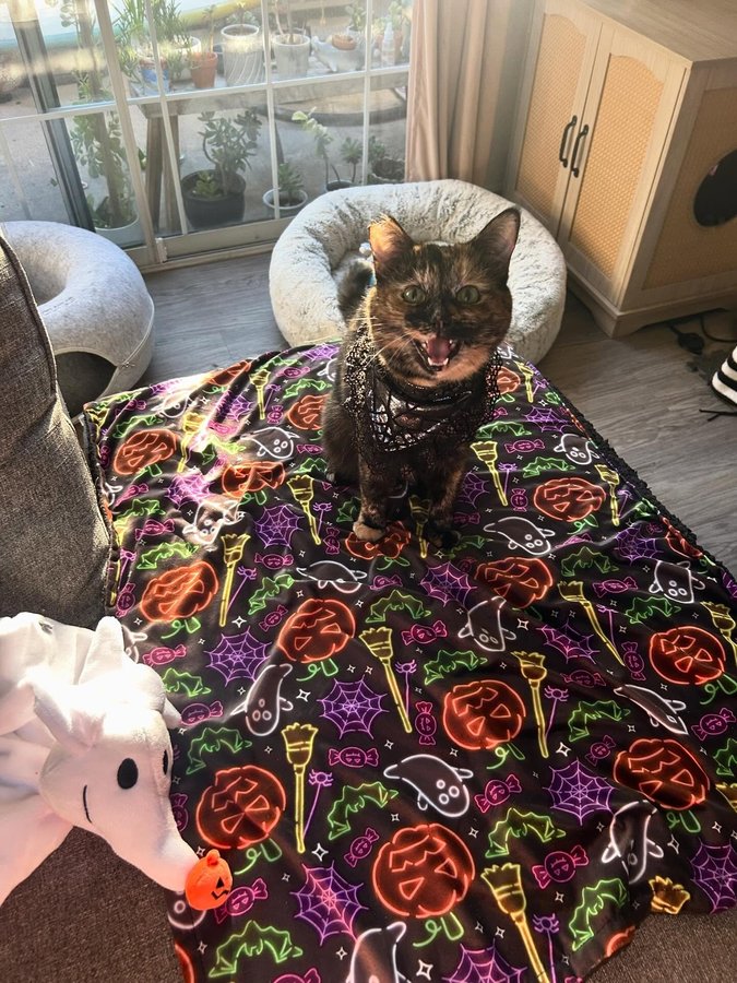 Instagram post by @screamy_beany for Sassy Woof. Caption reads: [...] 🍂👻 swipe to see how we each like our....